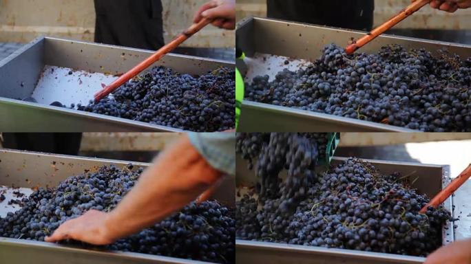 葡萄酒生产。从葡萄中榨汁。
