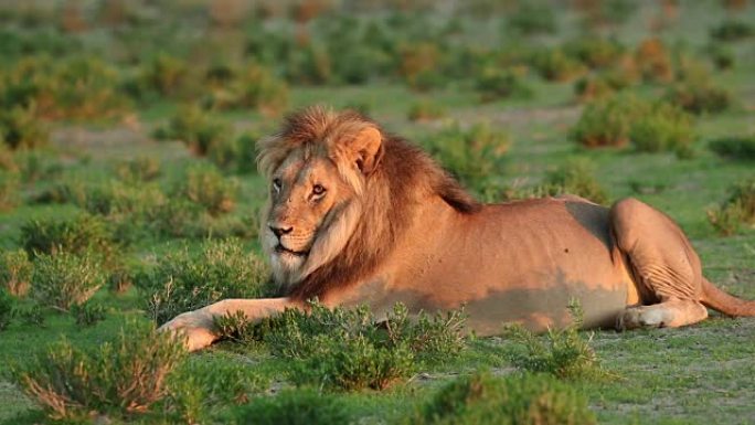 静止的雄性非洲狮子
