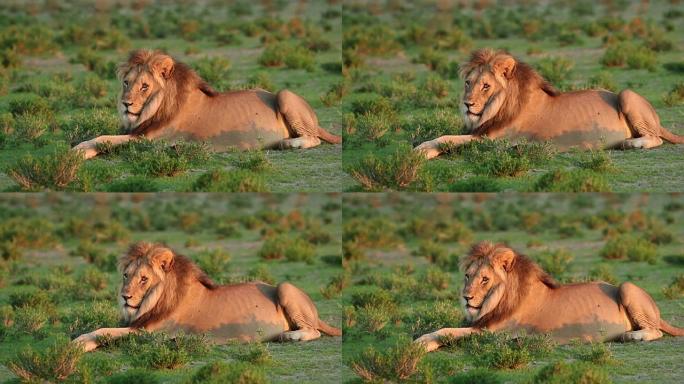 静止的雄性非洲狮子