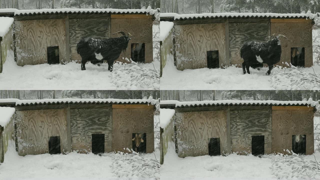 山羊屋的雪中山羊