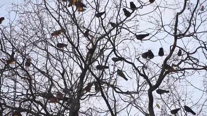 乌鸦聚集在树上