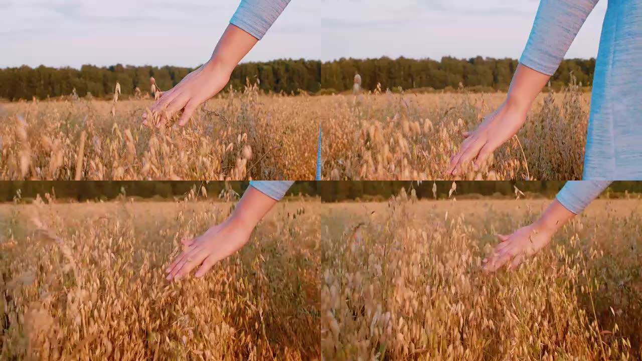 收获时手触摸燕麦耳朵在秋天的田野，特写