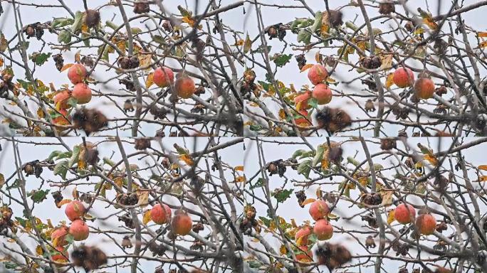 秋天的风景。秋天公园。