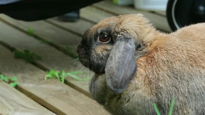 美丽的棕色头兔子兔子的侧视图