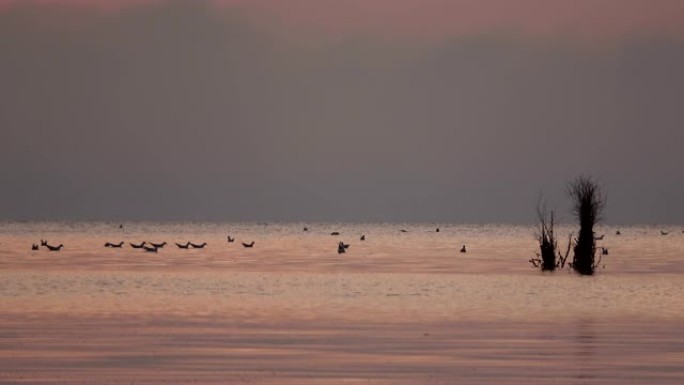海边的日落与海洋鸟类，泥滩，北海