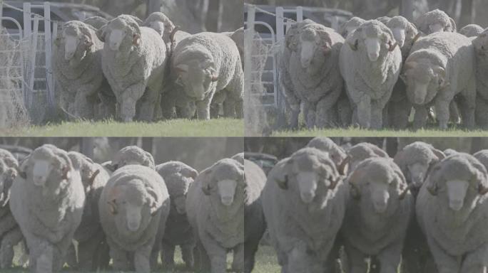 公羊在澳大利亚农场的围场中，慢动作