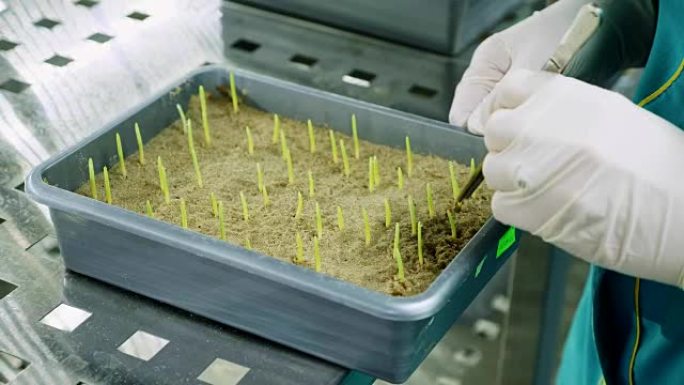 特写，实验室工作人员戴着手套的手在实验室的小盒子里评论了土壤中生长的年轻绿色芽苗。科学实验室研究、生