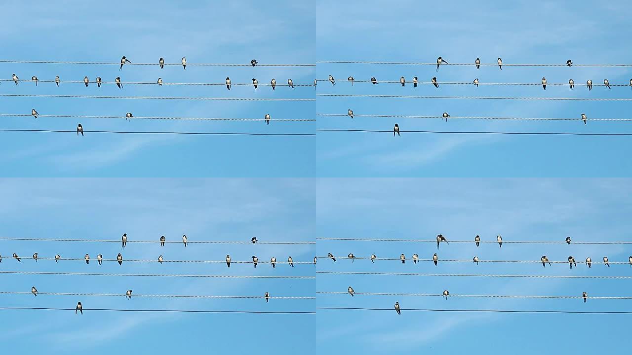 鸟群坐在电线上。打印时记录的黑白鸟。蓝色夏日天空背景下的鸟类