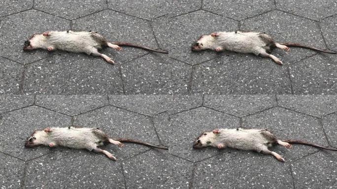 街上有苍蝇的死老鼠