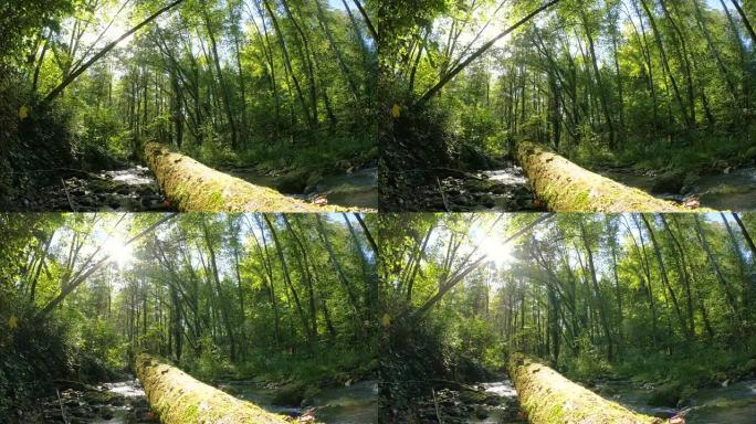 森林里长满苔藓的河流树干，多莉开枪