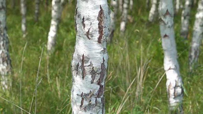 桦木的白色细树干