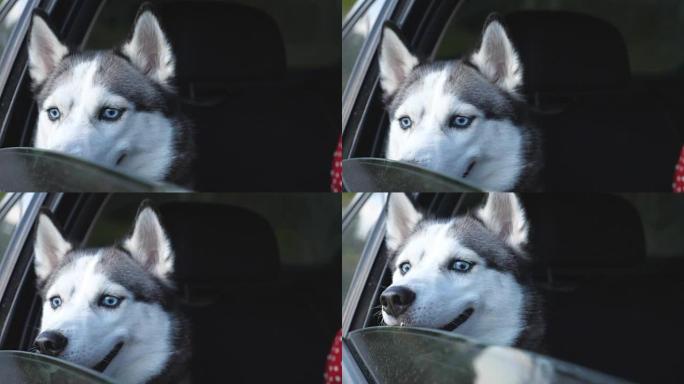 年轻可爱的西伯利亚哈士奇狗坐在移动汽车的后座上，从窗户向外看。在乡下旅行时，悲伤的家畜乘坐汽车。关闭