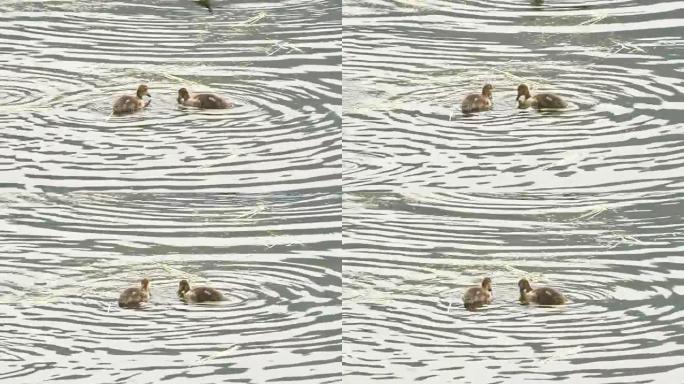 黄石麦迪逊河上的两只美国小鸭