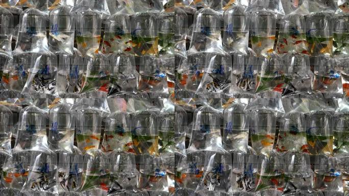 香港旺角街市塑料袋中的热带鱼