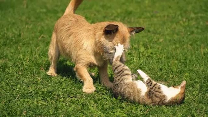 狗和猫的战斗