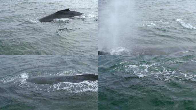 在美国蒙特雷湾与座头鲸的近距离接触