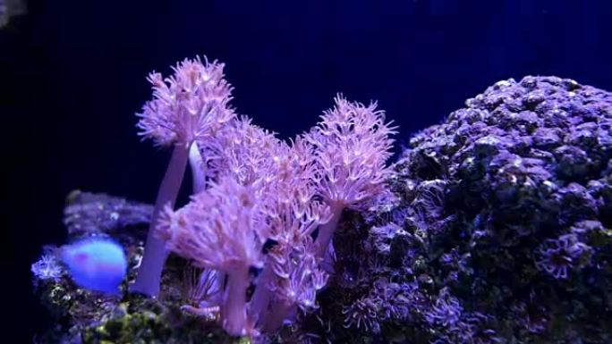 移动树水下海洋生物