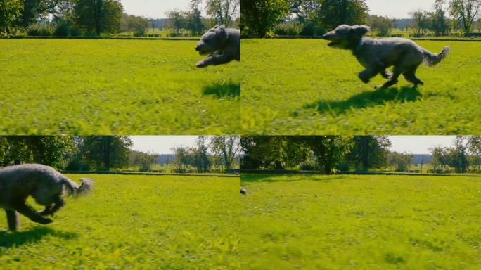 在炎热的夏日，一只可爱的灰色小狗在绿色的草地上奔跑。
