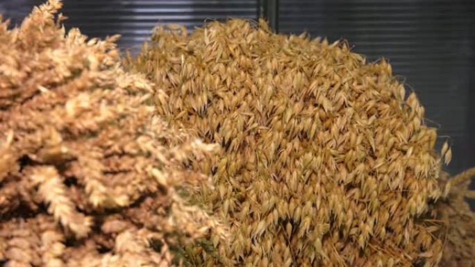 燕麦种子。一堆燕麦特写。