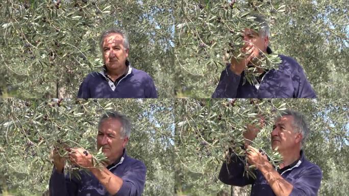 农民检查有机橄榄收获并检查果园质量