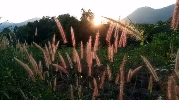 有阳光的花草田