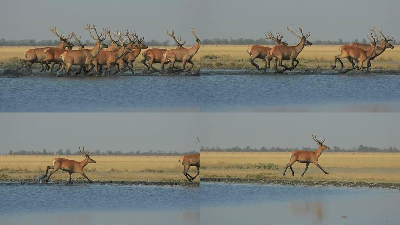野生的Deers在水上奔跑
