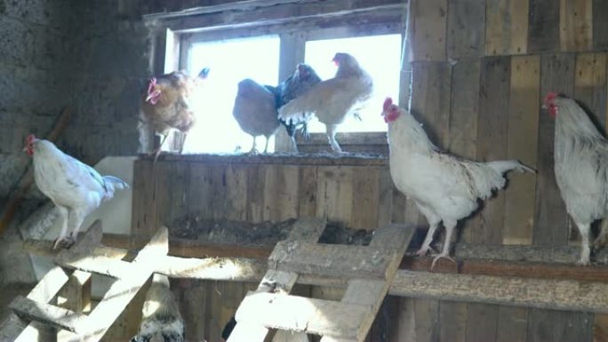 农业。鸡舍里的鸡和公鸡