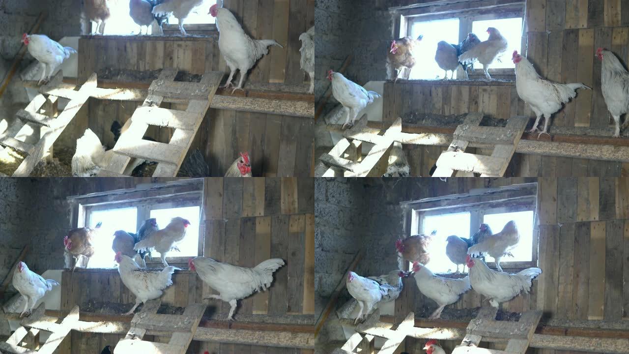 农业。鸡舍里的鸡和公鸡