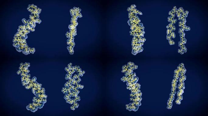 淀粉样 β 肽: 左: 膜结合形式的淀粉样 β 肽的结构，右: 游离形式可以积累到与阿尔茨海默氏病有