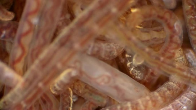 蠕虫Tubifex tubifex的菌落，用作鱼类的食物
