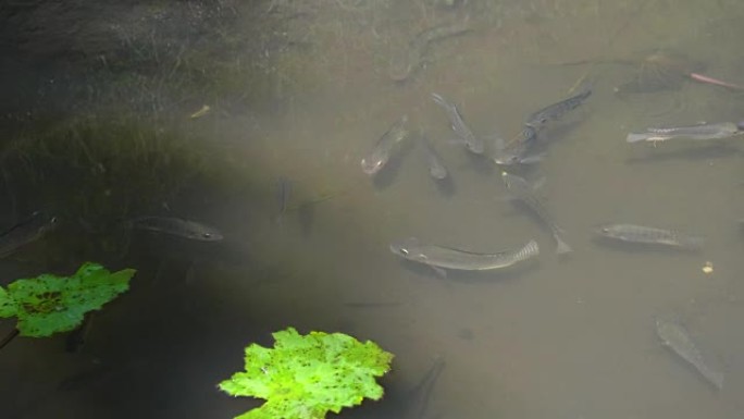 巴厘岛tegalang水稻梯田池塘中的鱼关闭