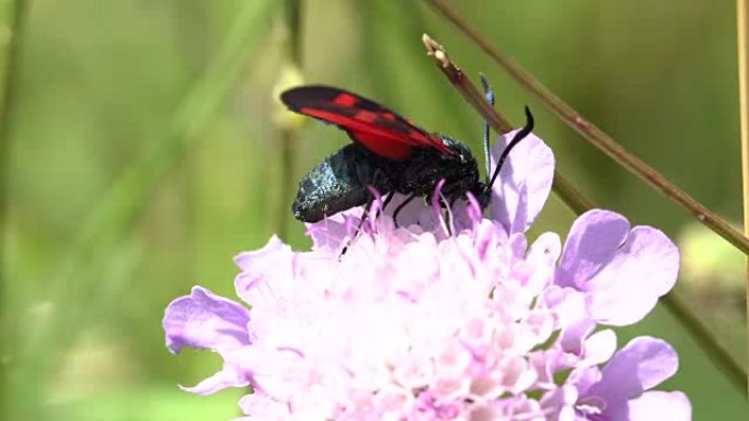 scabiosa花上的Zygaena蛾-比利牛斯山脉，夏天