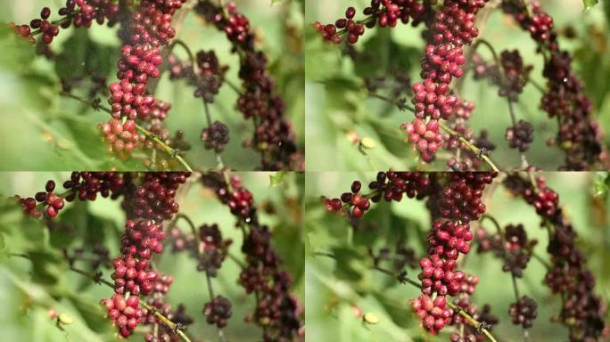 咖啡农场的咖啡樱桃