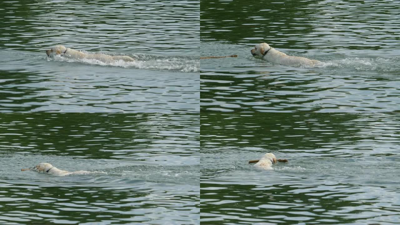 狗以慢动作180fps从水中取回棍子