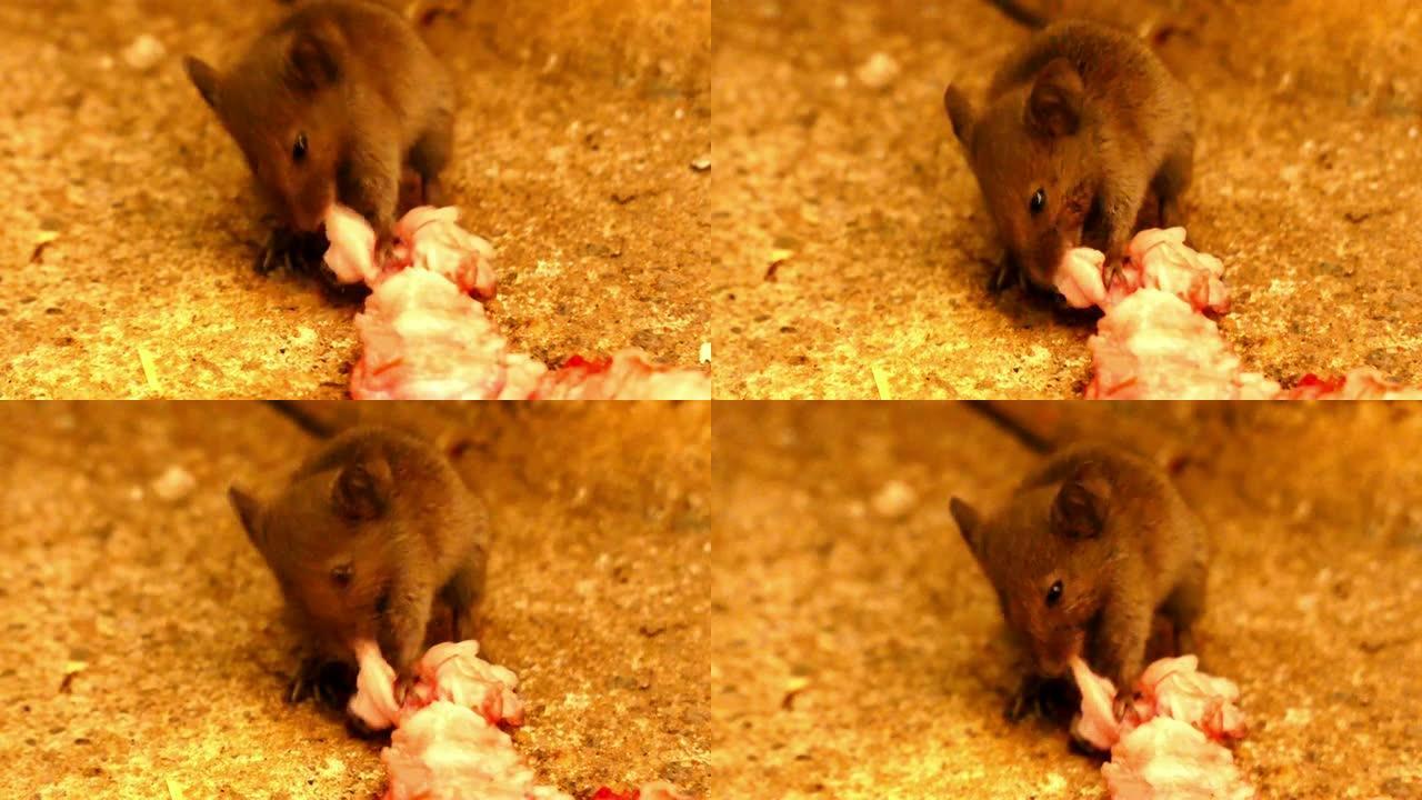 特写鼠标高清视频，一只老鼠吃了一块肉，非常接近的图像，小房子老鼠，