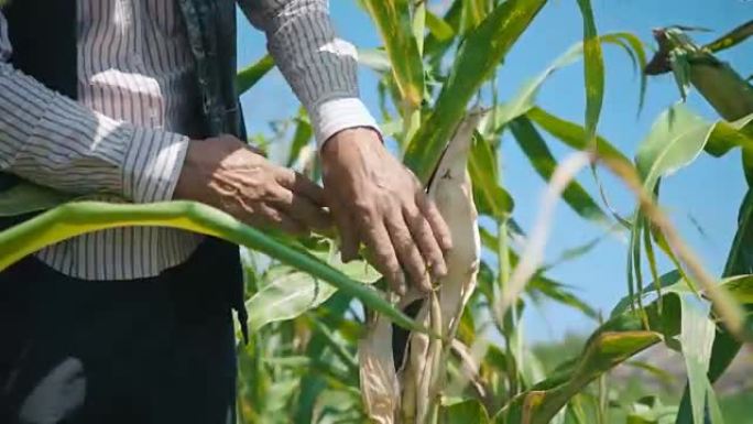 玉米田里的农民撕裂玉米。一位戴着草帽的老人走在玉米田上，检查未来的收成