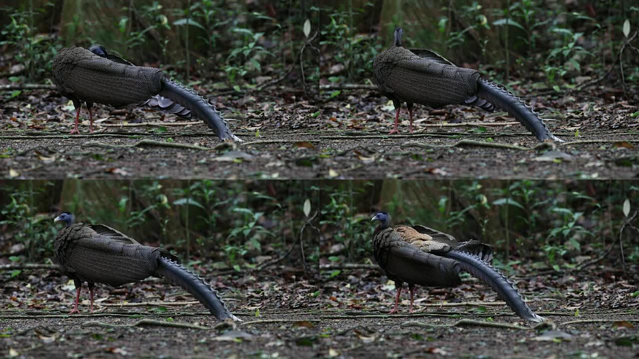 奇异鸟: 成年雄性大阿古斯 (Argusianus argus)