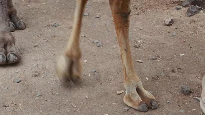 骆驼腿在沙质小路2上行走