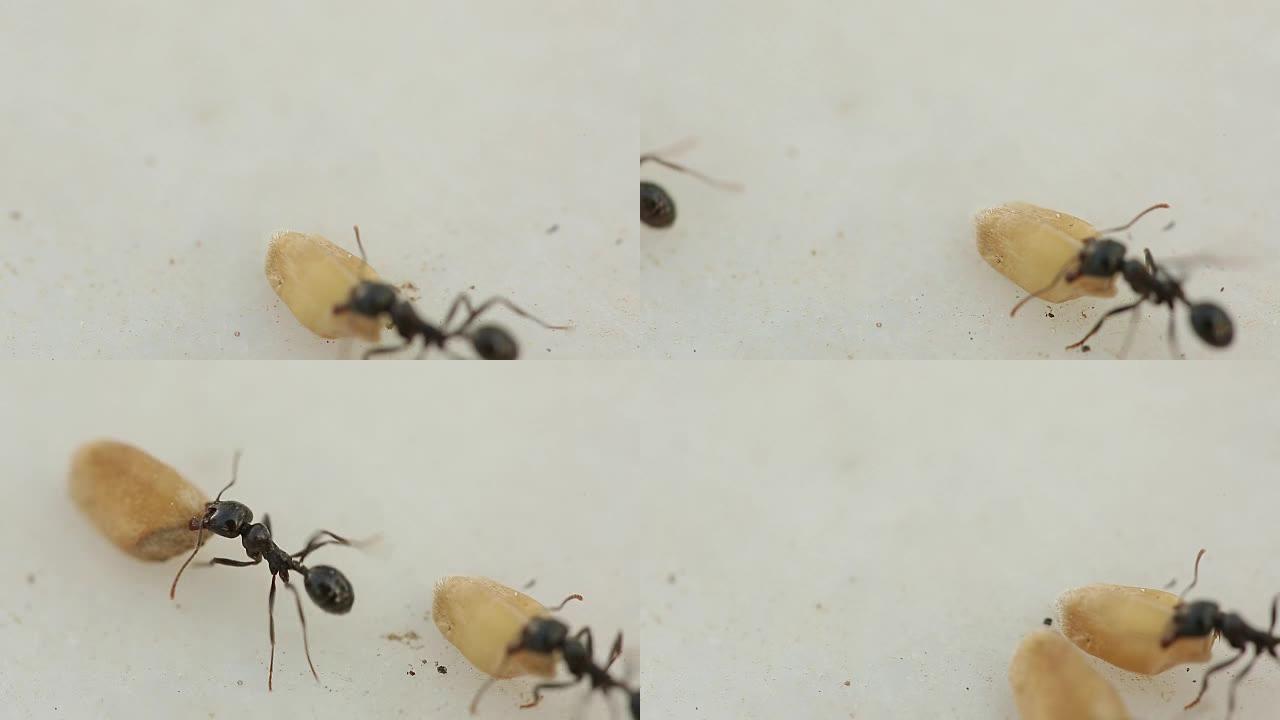 蚂蚁在夏天非常接近地接菜。