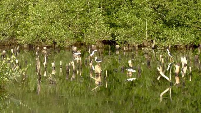 黑翅高跷鸟在浅池塘里觅食。