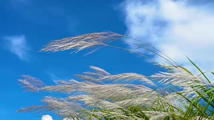 慢动作，寒风吹着蓝天上芦苇植物的白草花