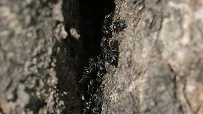 樱桃树干上的蚂蚁巢
