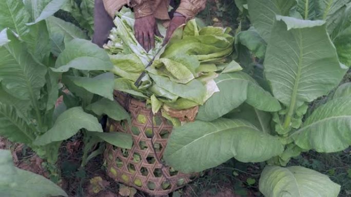 一个农民用收获的烟叶装载竹篮的特写镜头