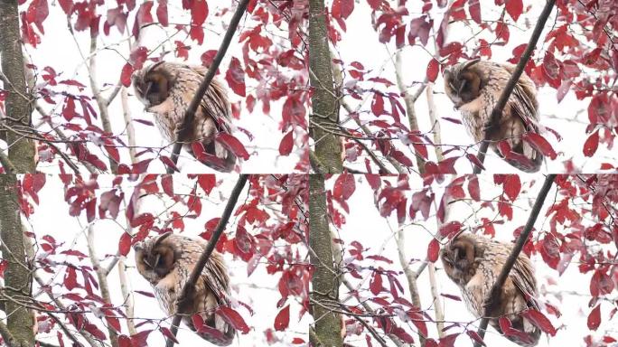 长耳猫头鹰 (Asio otus) 在秋天的日子里高高地坐在树上清洁羽毛。