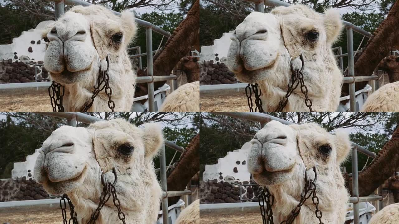 白色单峰骆驼脸侧视图