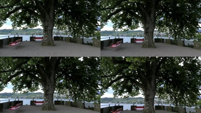 苏黎世湖附近的老树