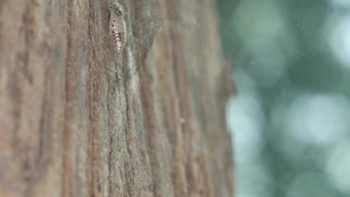 树皮上的蝴蝶蛹