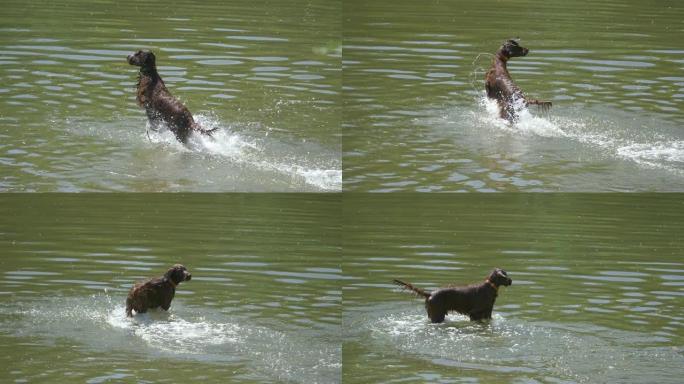 狗以慢动作180fps从水中取回棍子