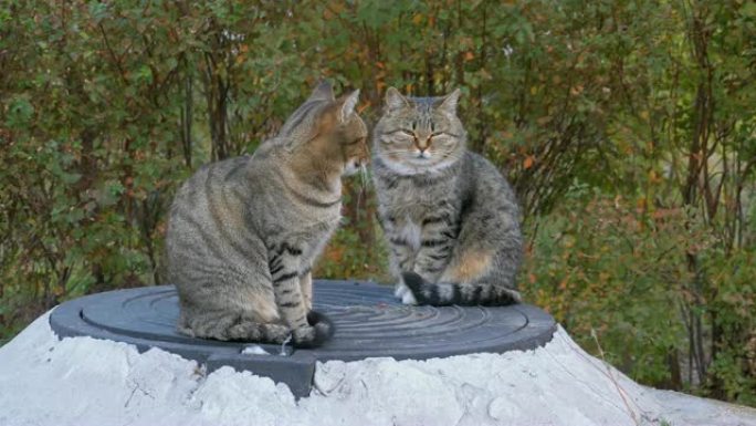 两只无家可归的灰猫坐在街上