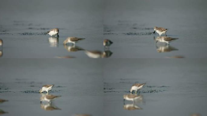 勺嘴鹬 (Calidris pygmaea)